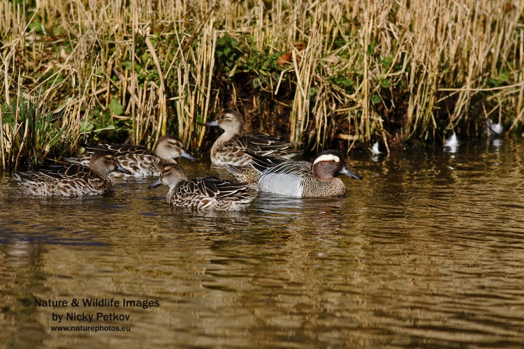 WildLife Photos of Birds, Geese, Ducks & others, Garganey, Anas querquedula