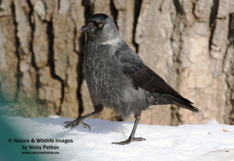 WildLife Photos of Birds, Crows, Starlings & others, Eurasian Jackdaw, Corvus monedula