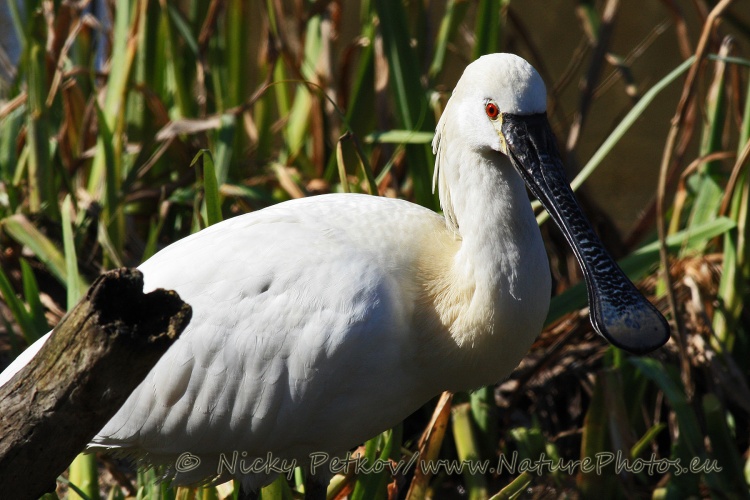 WildLife Photos of Birds, Spoonbills, Flamingos & others, Eurasian Spoonbill, Platalea leucorodia