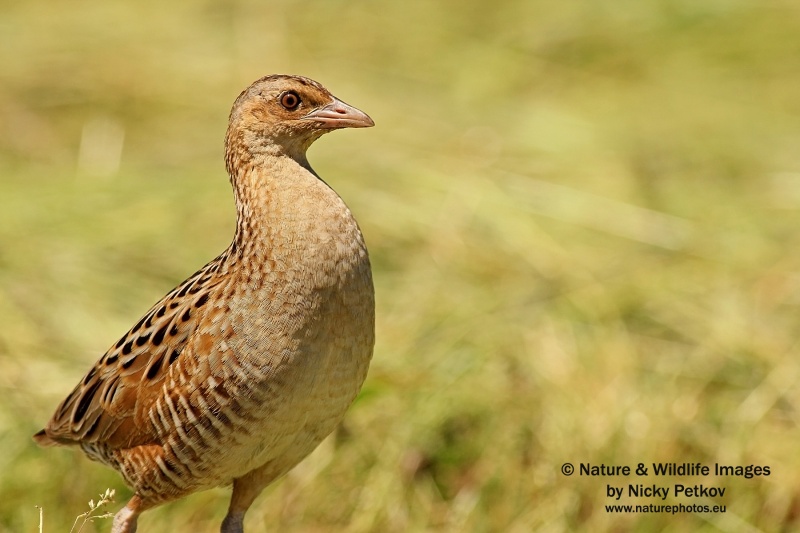 WildLife Photos of Birds, Rails & Crakes, Corncrake, Crex crex