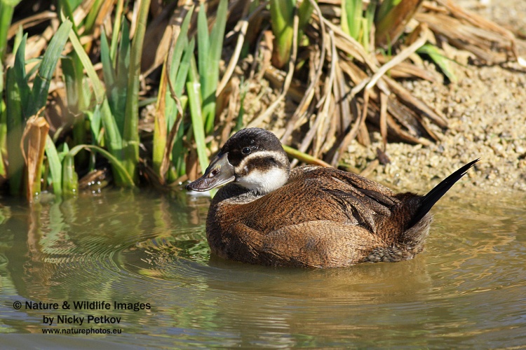 WildLife Photos of Birds, Geese, Ducks & others, White-headed Duck, Oxyura leucocephala