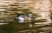 WildLife Photos of Birds, Geese, Ducks & others, Garganey, Anas querquedula